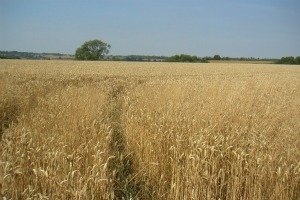 Ukraine agriculture.JPG